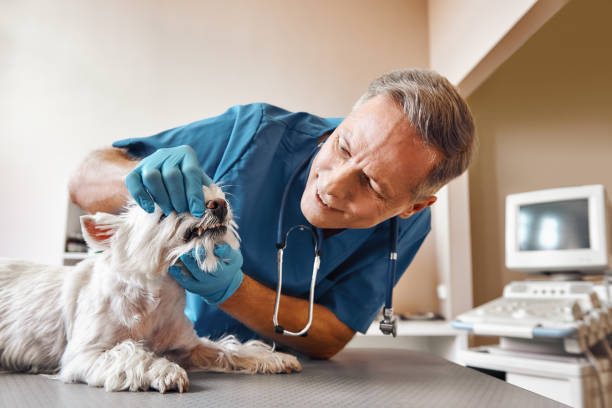 Best Same-Day Emergency Dental Services in Mount Plymouth, FL